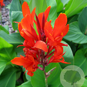 Canna indica GM 9L