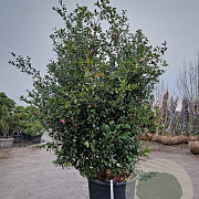 Camellia sasanqua 200-250 cm container meerstammig