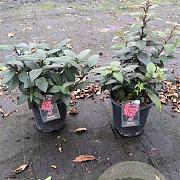 Cestrum newellii 'Scarlet Cluster' gm 4,0L
