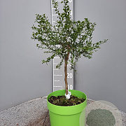 Citrus australasica 50-60 cm 4,0L