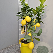 Citrus limon 50-60 cm 4,0L