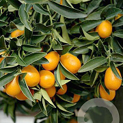 Citrus margarita 100 cm 10L stam oranje