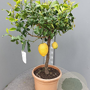 Citrus medica 100-110 cm 20L stam