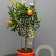 Citrus reticulata 50-60 cm 4,0L