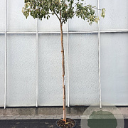 Cornus controversa 'Variegata' 180 cm stam container 6-8
