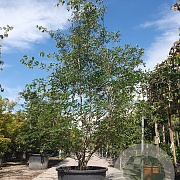 Cornus kousa 350-400 cm container meerstammig solitair