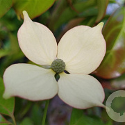 Cornus 'Summer Flair' 175-200 cm 18L