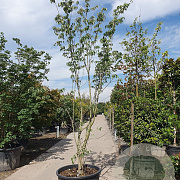Cornus Stellar Pink 350-400 cm cont. 230L solitair