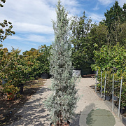 Cupressus ariz. 'Fastigiata' 200-250 cm container meerstammig