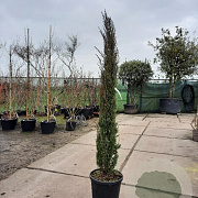 Cupressus semp. 'Pyramidalis' 150-175 cm container 