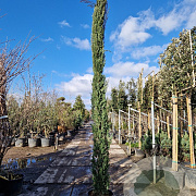Cupressus semp. 'Pyramidalis' 350-400 cm 50L