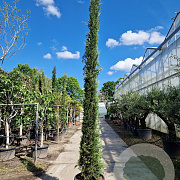 Cupressus semp. 'Pyramidalis' 350-400 cm cont. 70L