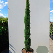 Cupressus semp. 'Pyramidalis' 400-450 cm cont. 70L