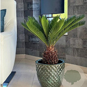 Cycas revoluta 40-50 cm 5,0L