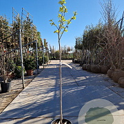 Diospyros kaki 120 cm stam 10L 4-6