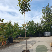Diospyros kaki 'Ragno' 140 cm stam container 40-50 bol