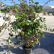 Elaeagnus ebbingei 120-140 cm 30L