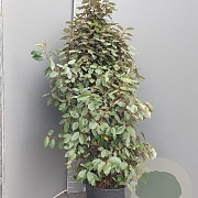 Elaeagnus ebb. 'Compacta' 125-150 cm 30L