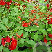 Erythrina crista-galli 'Compacta' 60-80 cm 4,5L