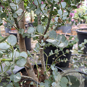 Eucalyptus gunnii Azura 200 cm 9L