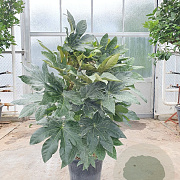 Fatsia japonica 100-125 cm 30L