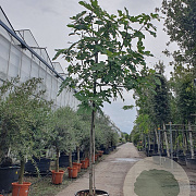 Ficus carica 180 cm stam cont. 70L