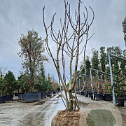 Ficus carica 300-350 cm container meerstammig karakter