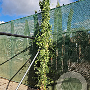 Jasminum mesnyi 350-400 cm 30L