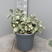 Kalanchoe bracteata GM 9L