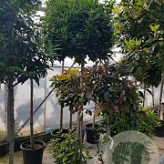 Laurus nobilis 140 cm stam container 60-80 bol