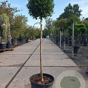 Ligustrum delavayanum 50 cm stam container 35-40 bol