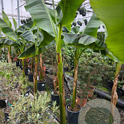Musa basjoo GM C6L