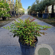 Nandina d. Obsessed 30-40 cm 7,5L