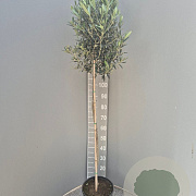 Olea europaea 150 cm stam 9L