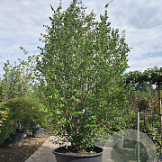 Parrotia persica 400-450 cm container meerstammig extra