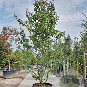Parrotia persica 'Vanessa' 300-350 cm container extra