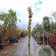 Parthenocissus tr. 'Veitchii' 250-300 cm 18L