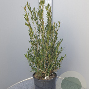 Phillyrea angustifolia 60-80 cm 10L