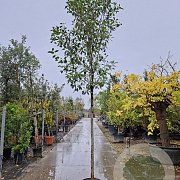 Photinia fraseri 'Red Robin' 180 cm stam 45L 14-16 lei 150x120