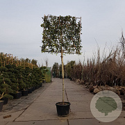 Photinia fraseri 'Red Robin' 200 cm stam container leiboom