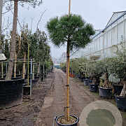 Pinus pinea 160 cm stam container 12-14