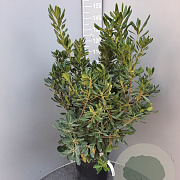 Pittosporum tobira 80-100 cm 18L