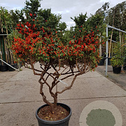 Pyracantha 'Navaho' 125-150 cm container paraplu