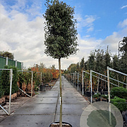 Quercus ilex 180 cm stam container 16-18 extra