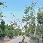 Quercus suber 250-300 cm cont. 400L meerstammig