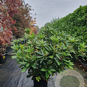 Rhododendron 'Cosmopolitan' 70-80 cm 15L