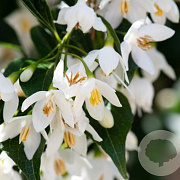 Styrax jap. 'Issai' 300-350 cm container meerstammig