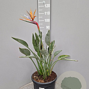 Strelitzia reginae 70-80 cm 12L