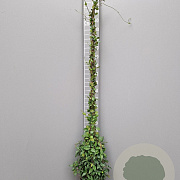 Trachelospermum jasminoides 175-200 cm 10L