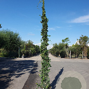 Trachelospermum jasminoides 300-350 cm 35L